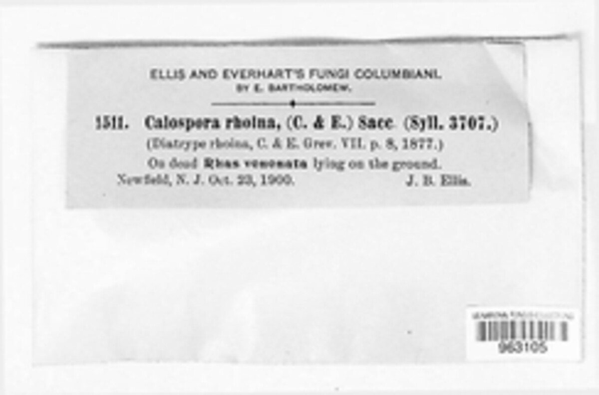 Calospora rhoina image